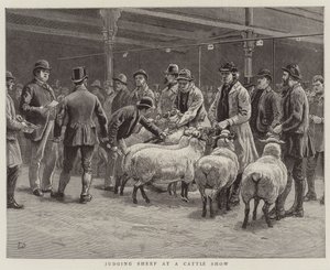 Jugement des moutons à une exposition de bétail